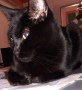 Blackie (1)